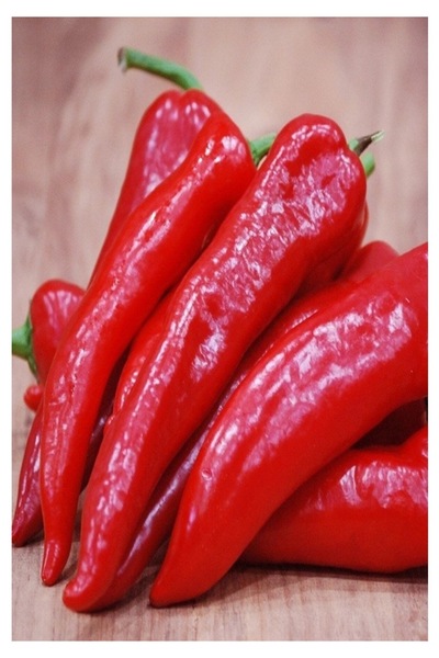 Köy Tohumları 150 Adet Tohum Organik Acı Samandağ Biberi Tohumu Hediye Tohum ...