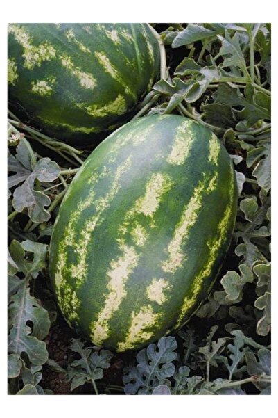 Köy Tohumları 75 Adet Tohum Organik Hobi Bahçe Gerçek Diyarbakır Karpuz Tohum...