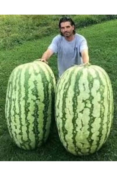 Köy Tohumları 25 Adet Tohum Dev Diyarbakır Karpuz Tohumu Hobi Bahçe Organik Köy