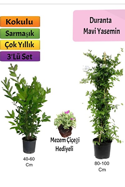 Bitkim Sende Mavi Yasemin+ Defne Çalısı+ Mezem Hediyeli