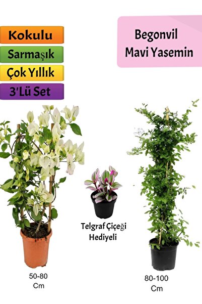 Bitkim Sende Mavi Yasemin+ Beyaz Begonvil+ Telgraf Çiçeği Hediyeli