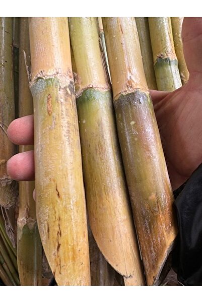 ASES 25 ADET FİDAN DESTEK ÇUBUĞU BOY 250 CM,KALINLIK 4-5 CM