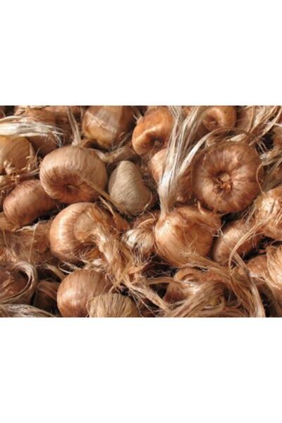 Genel Markalar Safran Soğanı 25 Adet