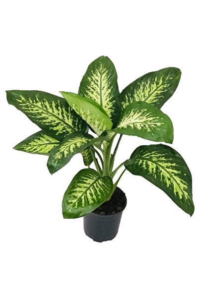 Mark Lab Tropik Snow Salon Çiçeği Mrklbtropiksnowp17