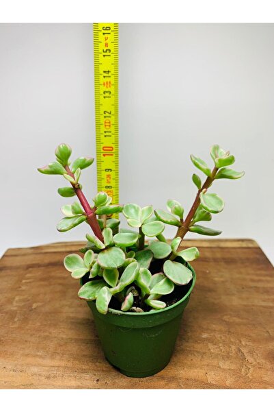 Portucularia Afra Variegata Succulent