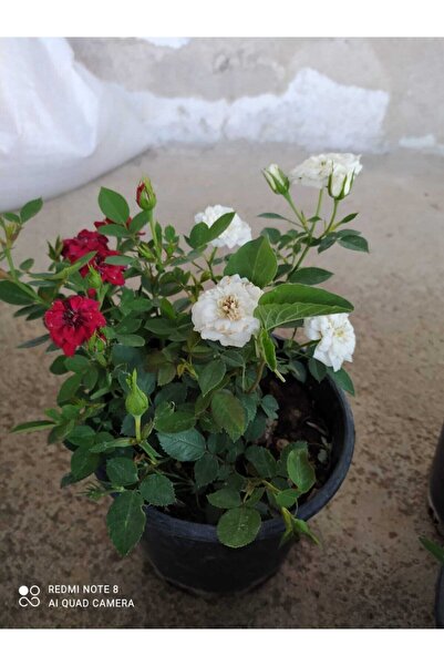 ADA TARIM 1 Adet Minyatür Saksılı Kırmızı Beyaz Yediveren Kokulu Gül Fidanı