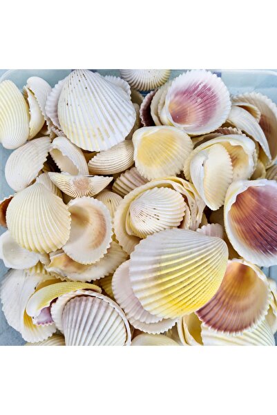 Turkuaz hediyelik Gerçek Deniz Kabuğu 250 Gr Paket Fragum Fragum