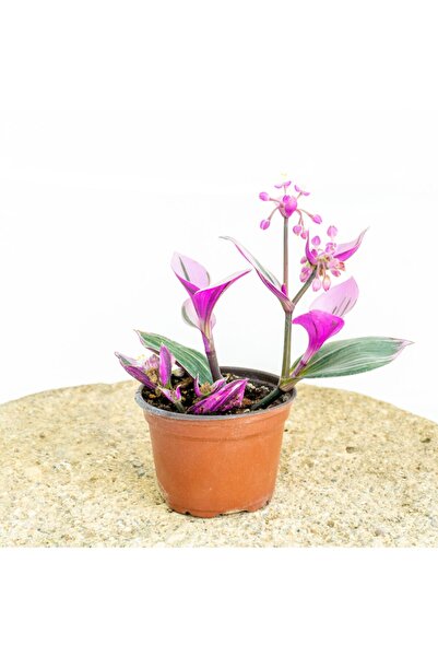 yerli fidan Telgraf Çiçeği