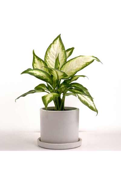 Fidanburada Difenbahya Bitkisi (Dieffenbachia Camilla) - Ruby Beyaz Saksılı 3...
