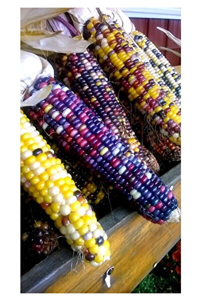 Köy Tohumları 100 Adet Tohum Nadir Renkli Boncuk Mısır Tohumu Organik Bahçe M...