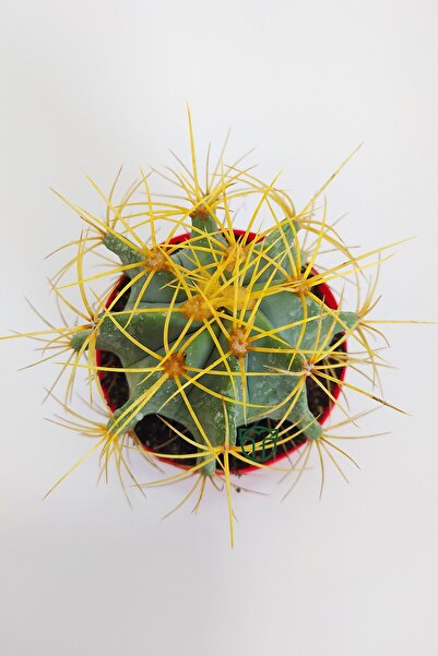 Toptan Kaktüs Ferocactus Glaucescens sarı dikenli nadir özel tür kaktüs büyük boy 12 cm kırmızı saksıda