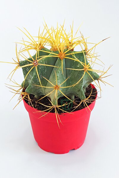Toptan Kaktüs Ferocactus Glaucescens sarı dikenli nadir özel tür kaktüs büyük boy 12 cm kırmızı saksıda