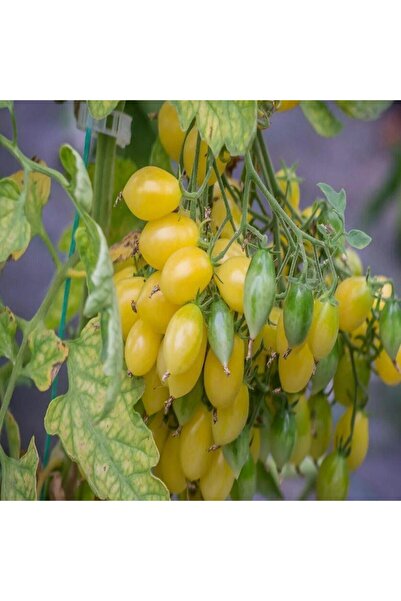 Genel Markalar Barry's Crazy Cherry Domates Tohumu (15 tohum)