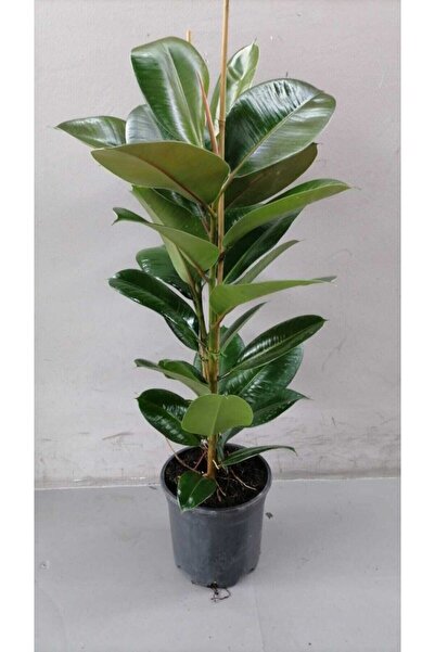 körfezgardens Kauçuk Ithal Ev Ve Ofis Bitkisi Canlı 100+ cm