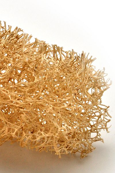 xdeonss 3 Pieces X Dish Fiber 100% Natural Pumpkin Fiber