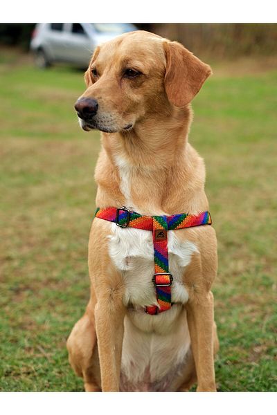 UTDpet Rainbow Dog Chest Collar and Walking Transport Strap Set