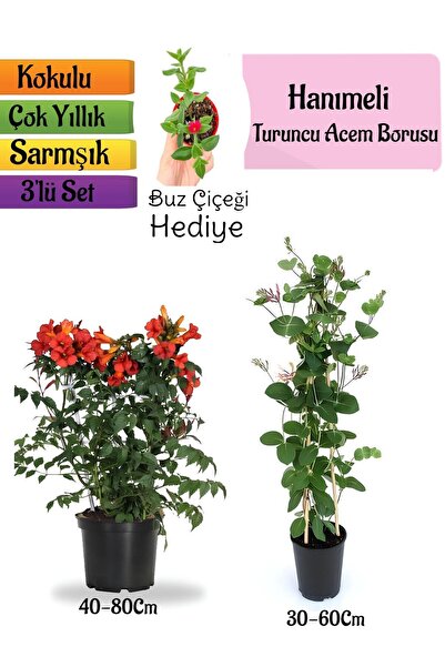 3-Piece Landscape Set with Orange Trumpet Flower+Scented Honeysuckle Flower +Ice Flower Gift