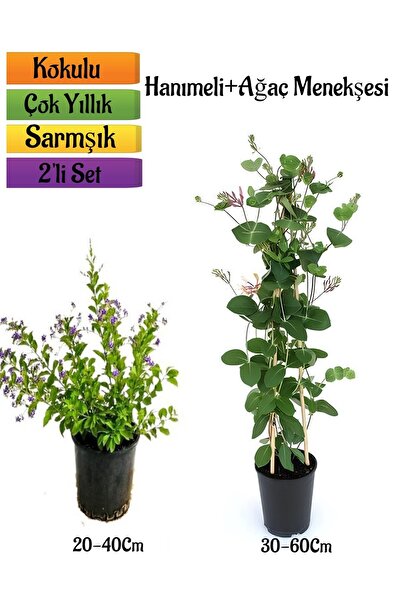 Bitkim Sende Duranta/Mor Ağaç Menekşesi+Kokulu Hanımeli Çiçeği Fidanı 2'li Ba...