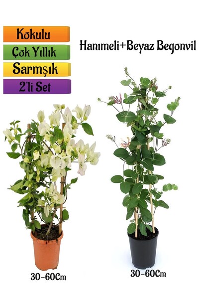 Bitkim Sende Beyaz Begonvil+ Yoğun Kokulu Hanımeli Çiçeği Fidanı 2'li Bahçe P...