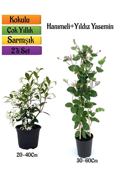 Bitkim Sende Mis Kokulu Yıldız Yasemin+Kokulu Hanımeli Çiçeği Fidanı 2'li Bah...