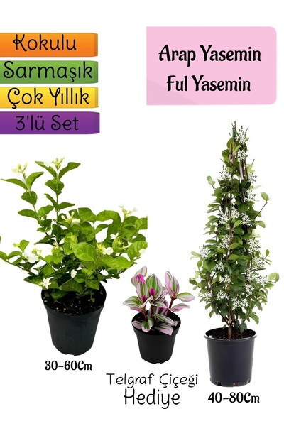 Bitkim Sende Avantajlı Ürün Kokulu Arap Yasemini Ful Yasemin Telgraf 3'lü Bah...