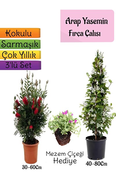 Bitkim Sende Kokulu Arap Yasemini+Kırmızı Fırça Çalısı+Mezem Çiçeği Hediyeli ...