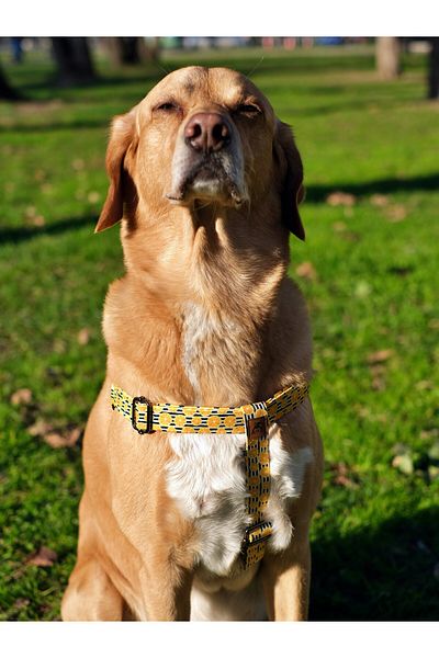 UTDpet Lemona Dog Chest Collar and Travel Dispatch Strap Set