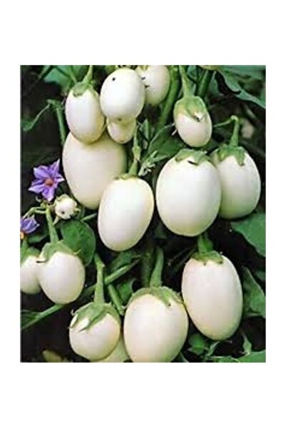 Köy Tohumları 30 Adet Tohum Nadir Beyaz Yumurta Patlıcan Tohumu Dolmalık Orga...