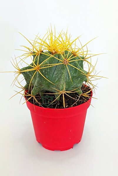Toptan Kaktüs Ferocactus Glaucescens sarı dikenli nadir özel tür kaktüs büyük boy 12 cm kırmızı saksıda