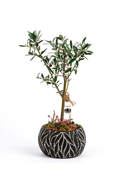 ÇiçekGaraj Leaf Serisi Siyah Saksıda Zeytin Ağacı Bonsai