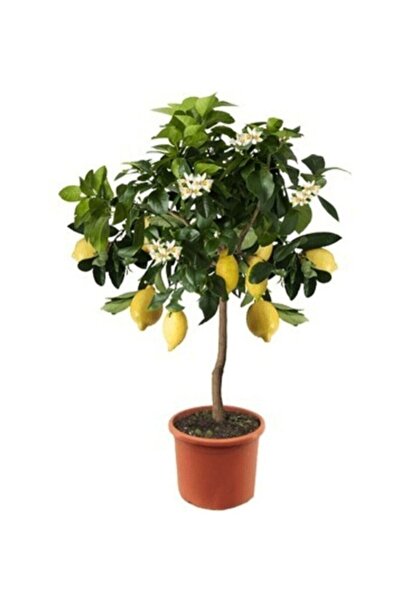 Köy Tohumları 15 Adet Tohum Organik Hobi Bahçe Balkon Limon Bonsai Ağaç Tohum Ata Tohum