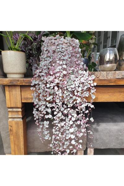 Genel Markalar Sarılıcı Ceropegia Woodii Kalp Kalbe Karşı Sukulent Yumrusu (2...