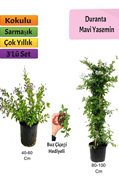 Bitkim Sende Avantajlı Ürün Mavi Yasemin Duranta Tül Çiçeği Fidanı