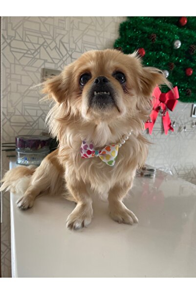 VenüsTakı Bow - Bow Tie Shaped Pearl Beaded Small-Medium Breed Dog Collar
