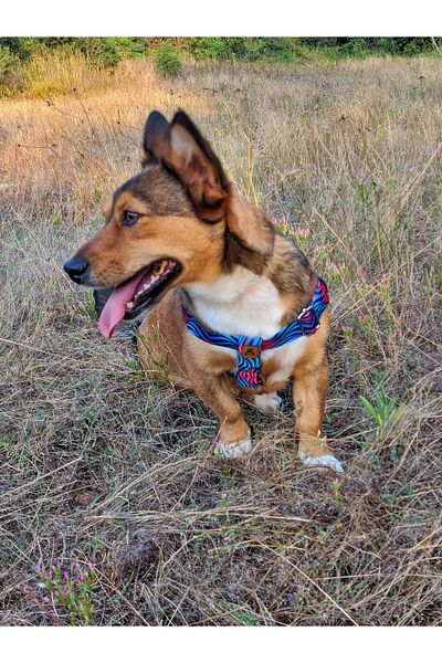 UTDpet Turquoise Dog Collar and Travel Dispatch Strap Set