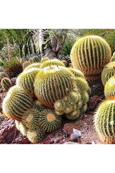 cantropikal Echinocactus Grusonii - Altın Varil - Bektaşi Kavuğu - Kaktüs - 8...