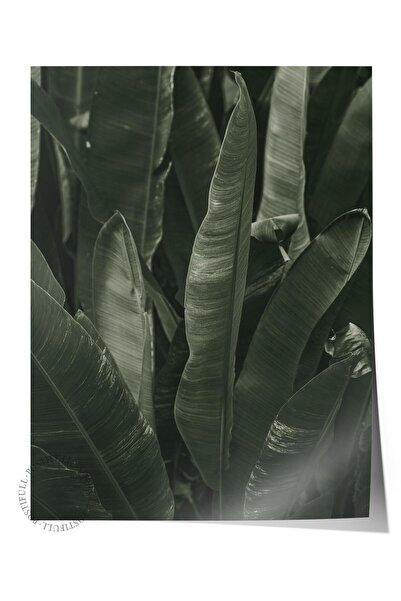 Postifull Poster fără încadrare, tablou botanic și cu frunze nr. 17, fotograf...