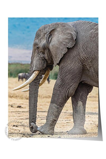 Postifull Poster fără încadrare, Pictură cu animale și safari nr. 37, fotogra...