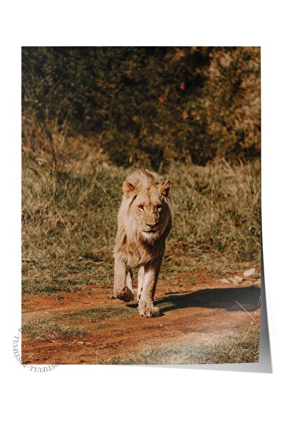 Postifull Αφίσα χωρίς πλαίσιο, Ζώα & Ζωγραφική Σαφάρι Νο:27, Φωτογραφία HD, Δ...