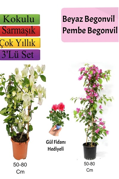 Bitkim Sende Beyaz+ Pembe Begonvil+ Gül Fidanı Hediyeli