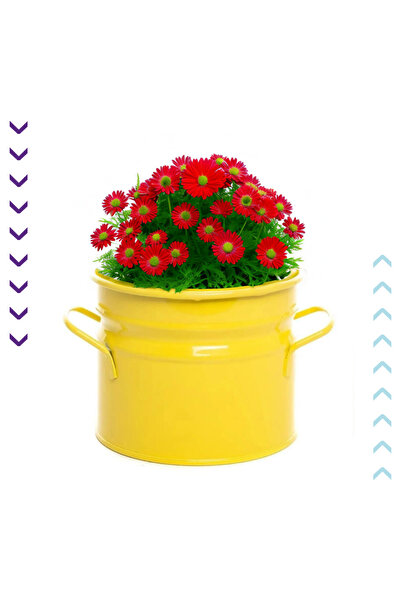 bimbambom Çok Amaçlı Dekoratif Kova, Metal Kova, Metal Kulplu Saksı, Düzenley...