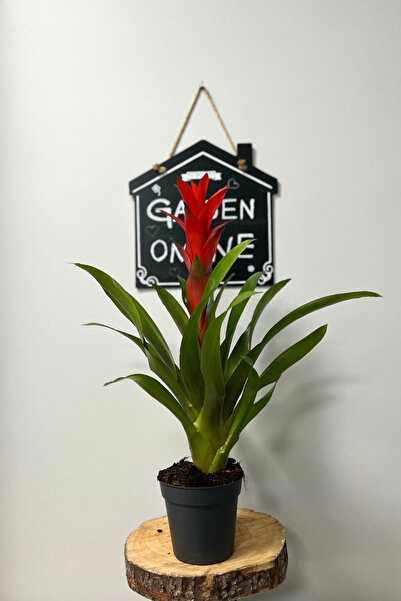 Garden Online Guzmania Lingulata - Kırmızı Yıldız Çiçeği Canlı Salon Bitkisi ...