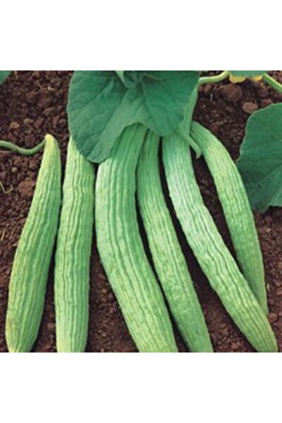 E-fidancim Geleneksel İri Meyveli Anadolu Acur Fidesi (5 adet)