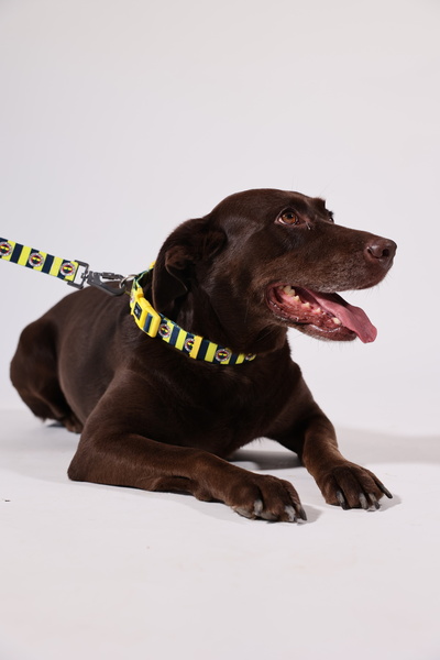 PAWLOOK Fenerbahçe Lisanslı Köpek Boyun Tasması, Çubuklu Boyun Tasması