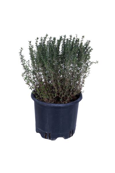 körfezgardens Kekik Fidanı Saksı'da- Thymus Vulgaris - Dik Kekik - Aromatik D...