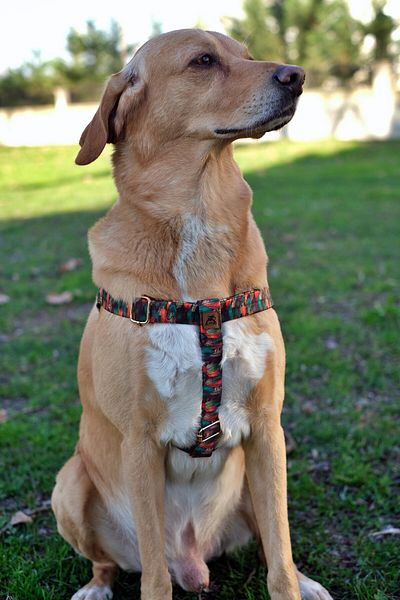 UTDpet Peacock Dog Chest Collar and Travel Dispatch Strap Set