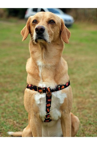UTDpet Fastfood Dog Chest Collar and Travel Dispatch Strap Set