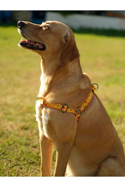 UTDpet Yellowdoggy Dog Collar and Travel Dispatch Strap Set