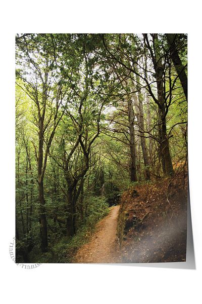 Postifull Forest No:6 Αφίσα με τυπωμένη φωτογραφία χωρίς πλαίσιο - Διακόσμηση τοίχου σαλονιού, κουζίνας, σαλονιού και αίθουσας