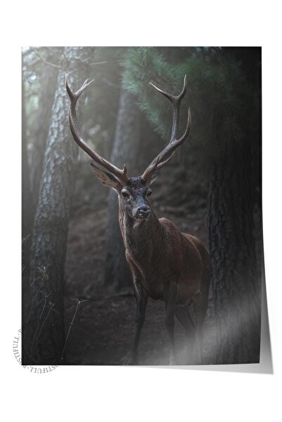 Postifull Poster bez okvira, Slika životinja i safarija br. 13, HD fotografij...